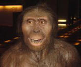 photo of a reconstruction of the head and upper torso of an Australopithecus afarensis