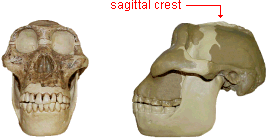 photo comparison of gracile and robust skulls