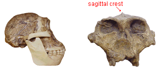 photos of Australopithecus africanus and Parnathropus robustus skulls