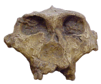 photo of a Paranthropus robustus skull