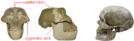 photo comparison of Australopithecus boisei and Homo sapiens skulls