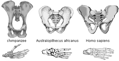 comparison drawings of chimpanzee, Australopithecus africanus, and Homo sapiens pelvises and feet