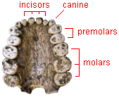 photo of the upper teeth of a robust australopithecine adult with the incisors, canines, premolars, and molars labeled.