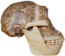 photo of a late gracile australopithecine skull (side view)