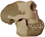 photo of a Homo erectus skull from Java (side view)