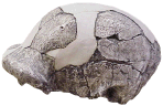photo of the Peking Man skull