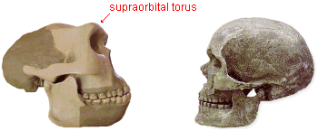 photo comparison of Homo erectus and Homo sapiens skulls with the supraorbital tori indicated
