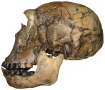photo of a Homo ergaster skull from Afrcia (side view)