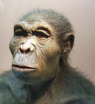 photo of a reconstruction of the Homo habilis appearance