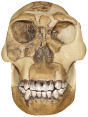 photo of a Homo habilis skull (front view)