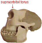 photo of a Homo erectus skull with the supraorbital torus highlighted