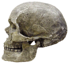 photo of a Homo sapiens sapiens skull (side view)