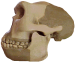photo of a Homo erectus skull (side view)