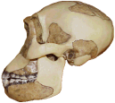 photo of a Homo habilis skull (side view)