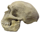 photo of a Neandertal skull (side view)