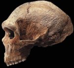 photo of the side view of a Homo heidelbergensis skull from Petralona Cave, Greece
