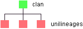 Diagram of a clan's relationship to its unilineages