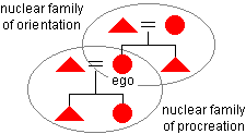 Diagram of nuclear families of orientation and procreation within an extended family