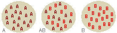 illustration showing that AB blood tests as both A and B types