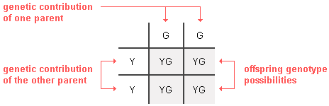 same as the previous Punnett square but with the expected genotype frequencies of offspring are indicated in the 4 empty squares on the lower right