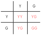 Punnett square with both parents heterozygous (YG) showing that the offspring probablities are 25% YY, 50% YG, and 25% GG