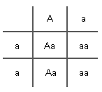 Punnett square with heterozygous (Aa) and homozygous recessive parents (aa)