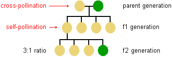 diagram showing the result of cross-pollination in the first 2 offspring generations--in generation f1 all are yellow peas but in generation f2 the ratio of yellow to green peas is 3 to 1