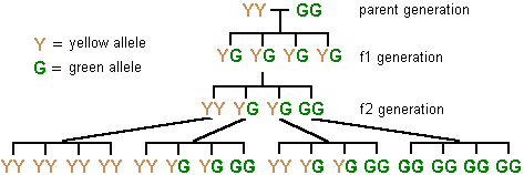 diagram of genotypes of pea plants in 3 generations after cross-pollination