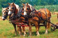 photo of 3 domesticated horses pulling a plow