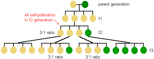 diagram showing the result of cross-pollination in the 3rd offspring generation--the offspring of the 2nd generation green peas are all green, the offspring of one third of the 2nd generation yellow peas are all yellow, the offspring of the other 2nd generation yellow peas are green or yellow in a 3 to 1 ratio