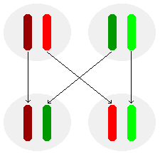 illustration of the segregation of alleles in the production of sex cells