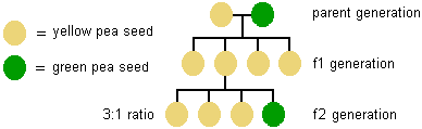 diagram showing the result of cross-pollination in the first 2 offspring generations--in generation f1 all are yellow peas but in generation f2 the ratio of yellow to green peas is 3 to 1