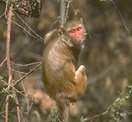 photo of a Japanese macaque
