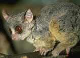 photo of a Senegalese galago
