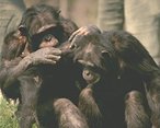 photo of chimpanzees grooming each other