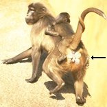 photo of gelada baboons illustrating ischial callosities