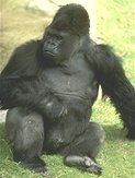 photo of a lowland gorilla sitting casually