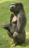 photo of a lowland gorilla sitting upright
