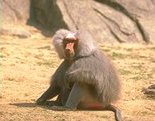 photo of a hamadryas baboon