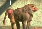 photo of a female hamadryas baboon in estrus (note the sexual skin)
