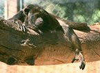 photo of a howler monkey