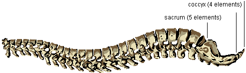 human vertebral column with the sacrum and coccyx highlighted