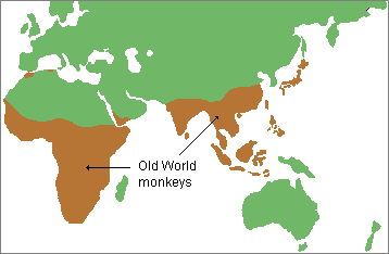 map of Old World monkey range in the tropical and subtropical regions of Africa and Asia