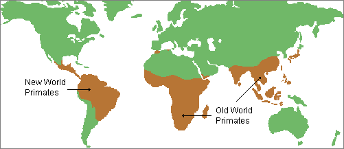 map showing the natural range of living primates in the tropical to subtropical regions of the Americas, Africa, and Asia