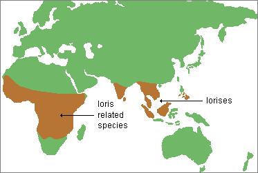 map of loris and loris related species ranges in Central Africa and South Asia