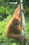 photo of a young orangutan using a conventional power grip to hang from a tree branch