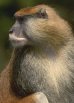 photo a patas monkey showing a side view of its nose