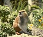 photo of a patas monkey