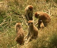 photo of patas monkeys in an African grassland environment