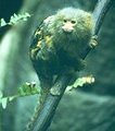 photo of a pyymy marmoset